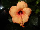 DSC01988