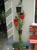 Picture My plants 3983