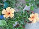DSCN8087