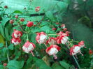 DSCN8098