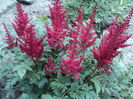astilbe