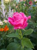 DSCN4978