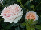 DSCN5010