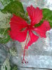 Cooperi