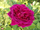 DSCN5145