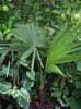 Trachycarpus