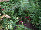 fuchsia  Magellanica si