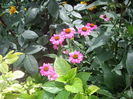 IMGP8831