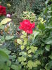 IMGP8837