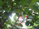 fructe kaki