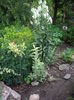 pysostegia variegata