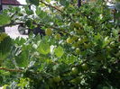 agris  in coroana