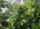 IMGP8862