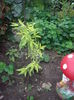 buddleja variegata