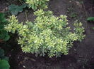 pieris flamingo silver