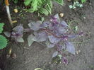 busuioc ornamental