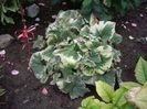 Brumera - Jack-variegata