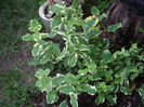 menta variegata