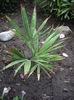 Trachycarpus fortunei