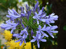 Agapanthus