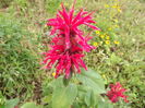 DSCF4016