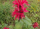 DSCF4015
