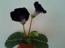 violet giant