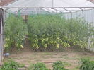 DSCI0531