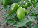 DSCI0536