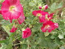 DSCF4017