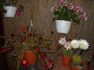 Epifilium &Echinopsis