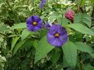 SAM_8986
