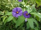 SAM_9016
