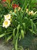 SAM_9216