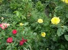 SAM_9229