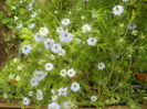 nigella