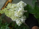 hortensia paniculata limelight