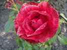 Red Intuition