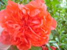 Punica Granatum-fl. oringe-
