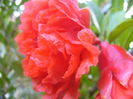 P1250004