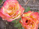 Rosa Gartenspass ?
