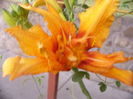 Hemerocalis Fulva
