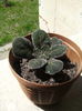 gloxinia 2