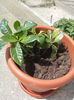 gardenia