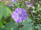 Blue Paradise