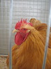 Expozitia Nationala Breaza 2010 060