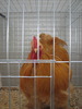 Expozitia Nationala Breaza 2010 061