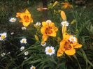 Hemerocallis Fooled Me