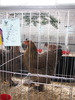 Expozitia Nationala Breaza 2010 064
