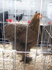 Expozitia Nationala Breaza 2010 065